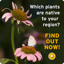 Discover which plants are native to your region